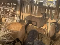公羊, Cameroon sheep — 照片 4