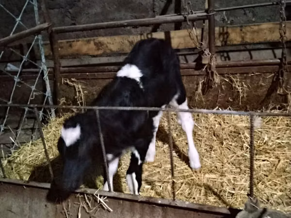 Kuh, Russian Black pied cattle