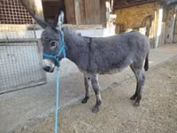 Caballo, Caballos — foto 1