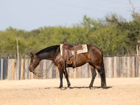 Mare, Quarter Horse — photo 7