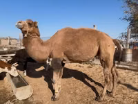 骆驼（批次，未指定性别）, Kazakh Bactrian camel — 照片 2