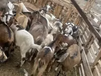 公山羊, Goats — 照片 6