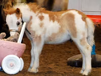 Faras, Miniature horse — sawirka 1