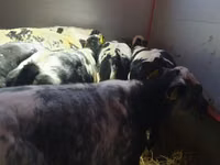 Ng'ombe (kikundi, jinsia haijatajwa), Russian Black pied cattle — picha 4