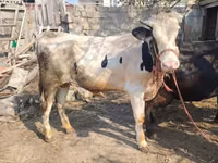 Toro, Ganado vacuno — foto 1