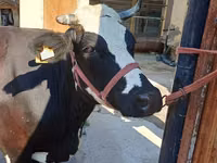 Cow, Alatau breed — photo 7