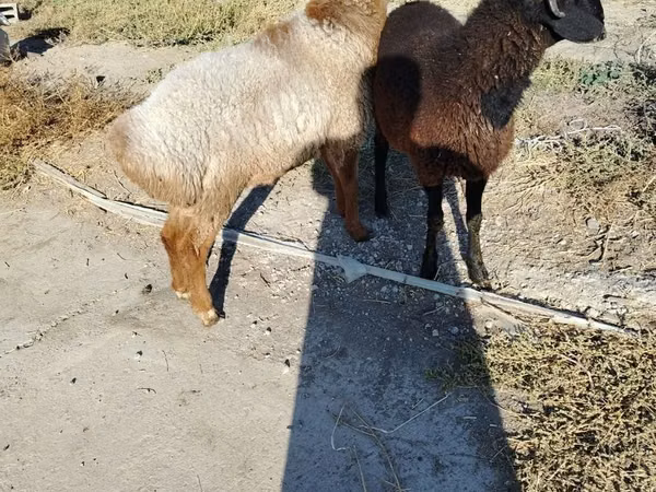绵羊（批次，未指定性别）, Sheep