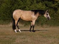 Stute, Quarter Horse — Foto 1