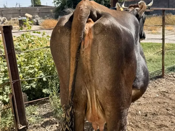 Cow, Cattle