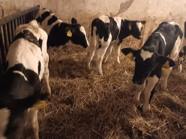 Bull, Russian Black pied cattle