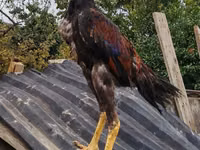 Chickens — फ़ोटो 3