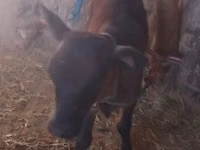 牛只（批次，未指定性别）, Cattle — 照片 3