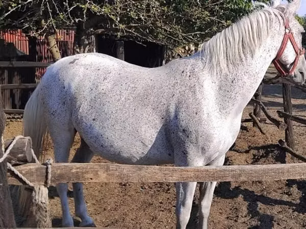 母马, Lipizzaner