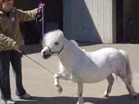 Faras dhaddig, Miniature horse — sawirka 5