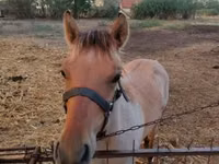 Caballo, Welsh Cob — foto 5