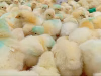 Chickens — फ़ोटो 1