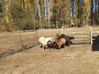 母羊, Sheep — 照片 2
