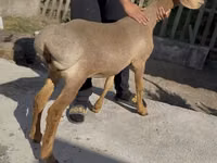 Sheep, Karakul sheep — photo 2