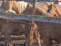 घोड़े (लॉट, लिंग निर्दिष्ट नहीं), Horse breed — फ़ोटो 7