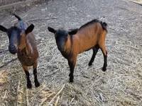 Billy Goat, Alpine goat — photo 4