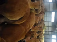 بقرة, Aubrac cattle — الصورة 2
