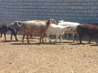 Ram, Ordabasy sheep — photo 5