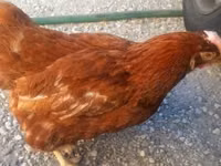 Chickens — Foto 2