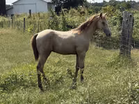 घोड़ा, Kentucky mountain daddle horse — फ़ोटो 7
