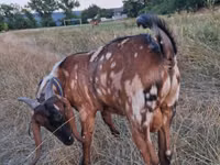 Ri’ lab, Nubian Goat — sawirka 4