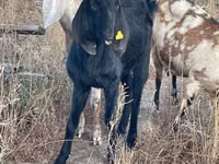 Goat, Beetal goats — photo 2