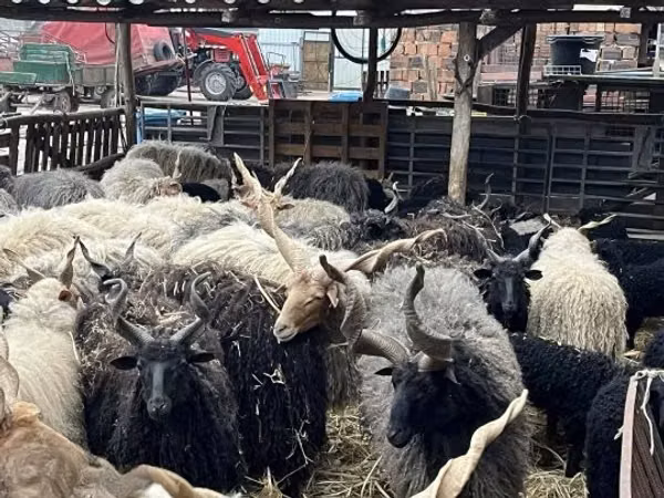أغنام (دفعة، الجنس غير محدد), Racka sheep