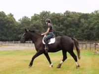 حصان, Percheron — الصورة 6