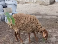 Ri’ dhaddig, Goats — sawirka 6