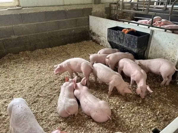 Pigs (batch, sex not specified), 