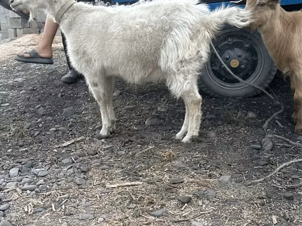 Коза, Козлы