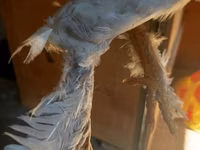 बर्गीशे क्रेयर — फ़ोटो 4