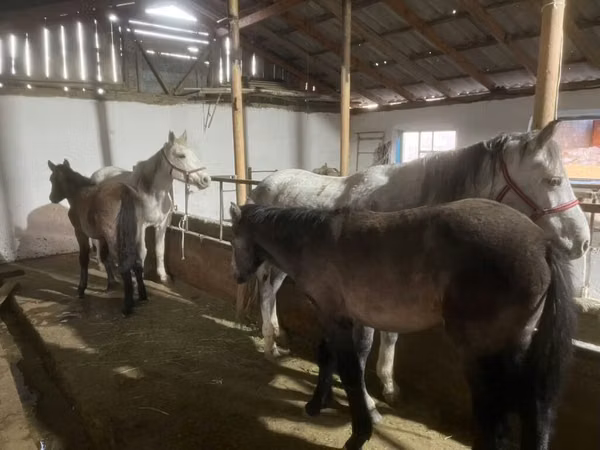 Mare, Horses