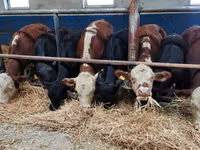 Cattle (batch, sex not specified), Hereford — photo 2