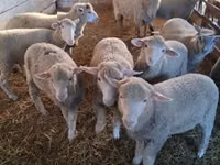Ido, Sheep — sawirka 2