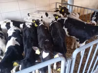 Ng'ombe (kikundi, jinsia haijatajwa), Simmental cattle — picha 4