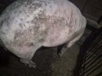 Boar — photo 3