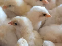 Chickens — 照片 3