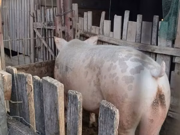 Boar, Pigs