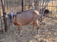 बकरी, Alpine goat — फ़ोटो 5
