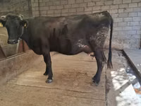 Cow, Simmental cattle — photo 1