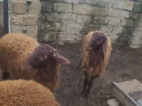 मेढ़ा, Blackheaded Persian sheep — फ़ोटो 1