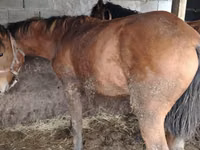 Horses (batch, sex not specified), Kazakh horse — photo 1