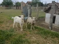 Carnero, Merino sheep — foto 1