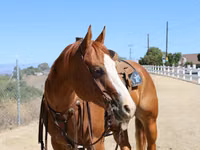 Stute, Quarter Horse — Foto 4