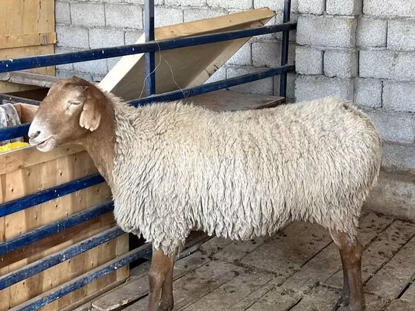 母羊, Sheep